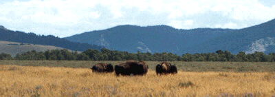 bisons