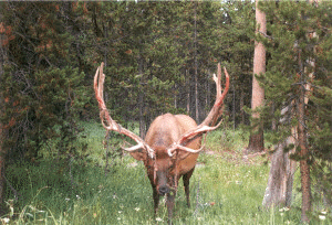 Mad Mule Elk